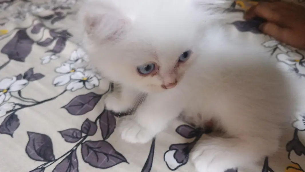 Persian kittens — photo 2