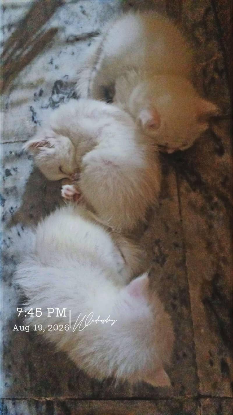 Persian kittens 2