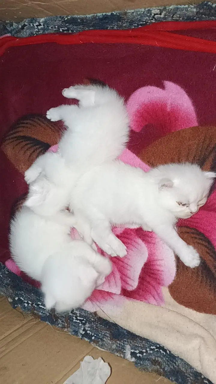 Persian kittens — photo 4