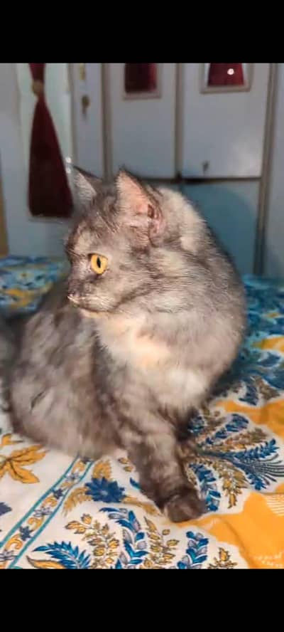 Persian cat