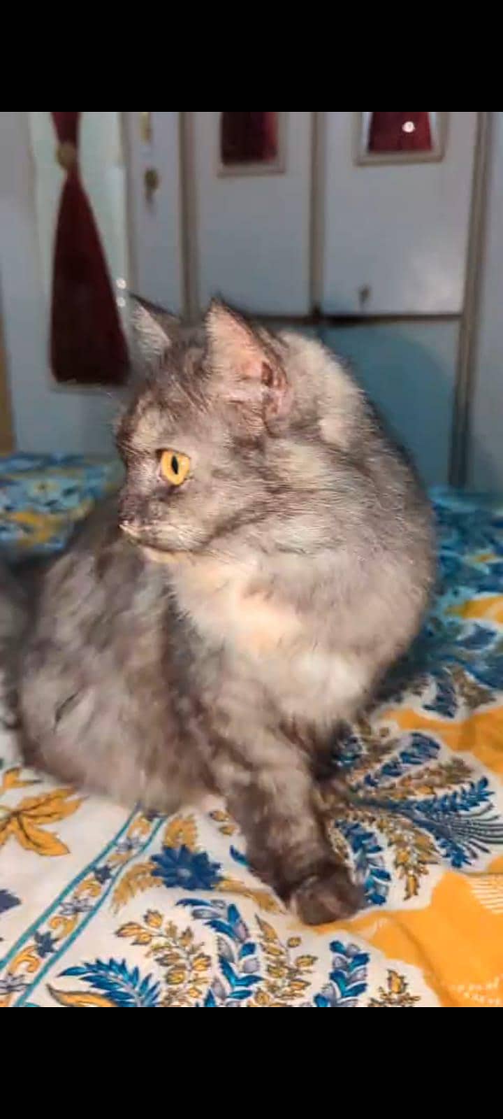 Persian cat 0