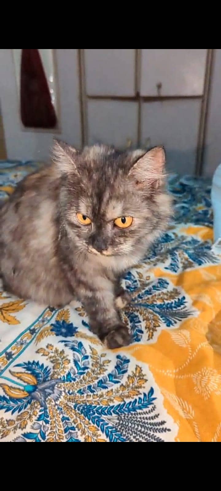 Persian cat 1