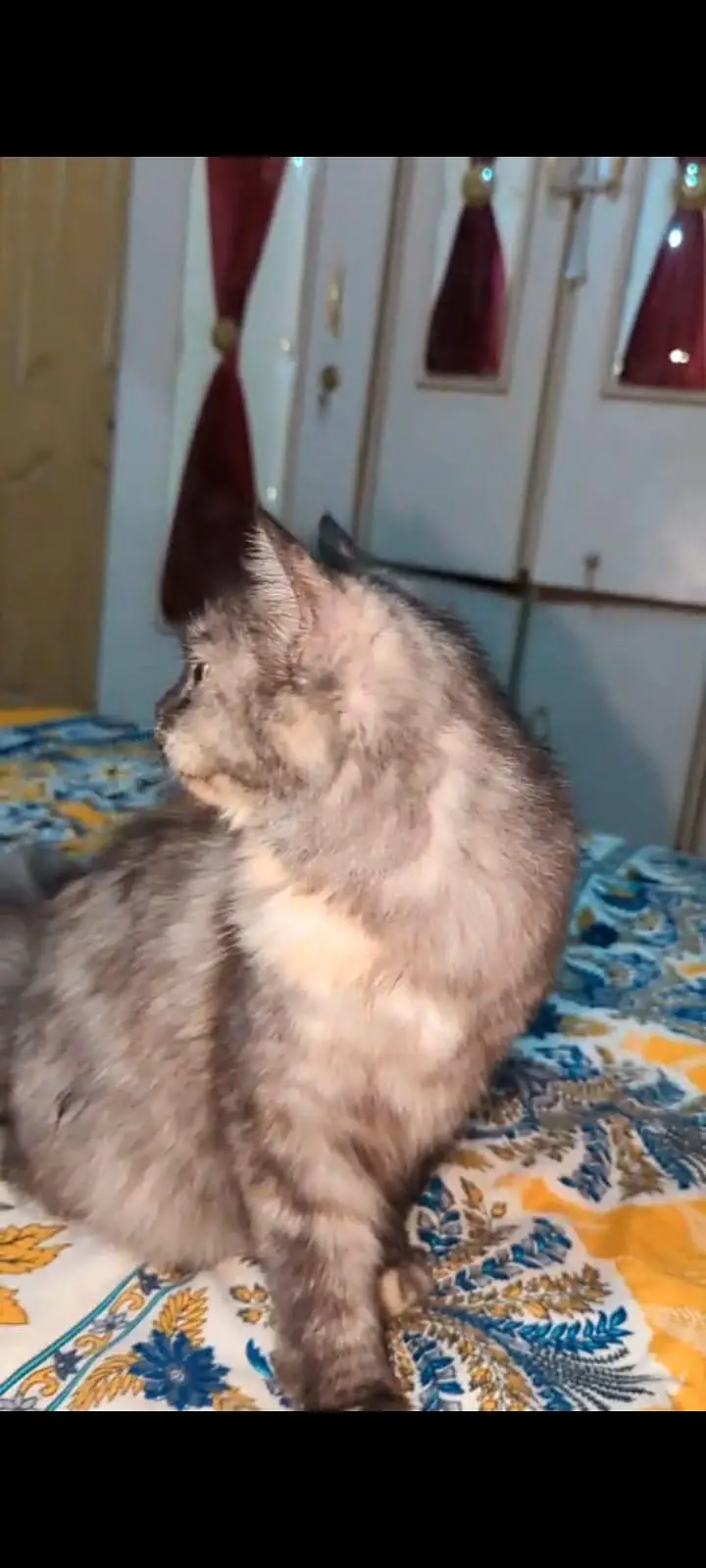 Persian cat — photo 3
