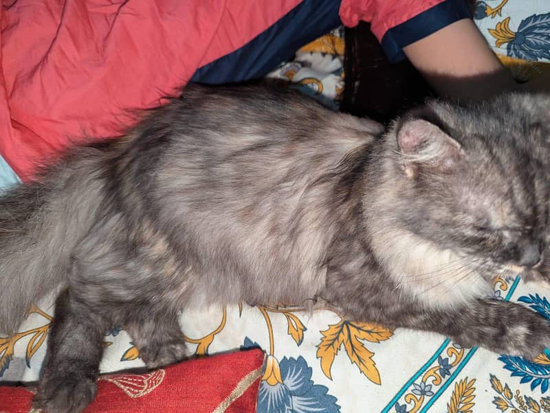 Persian cat 3