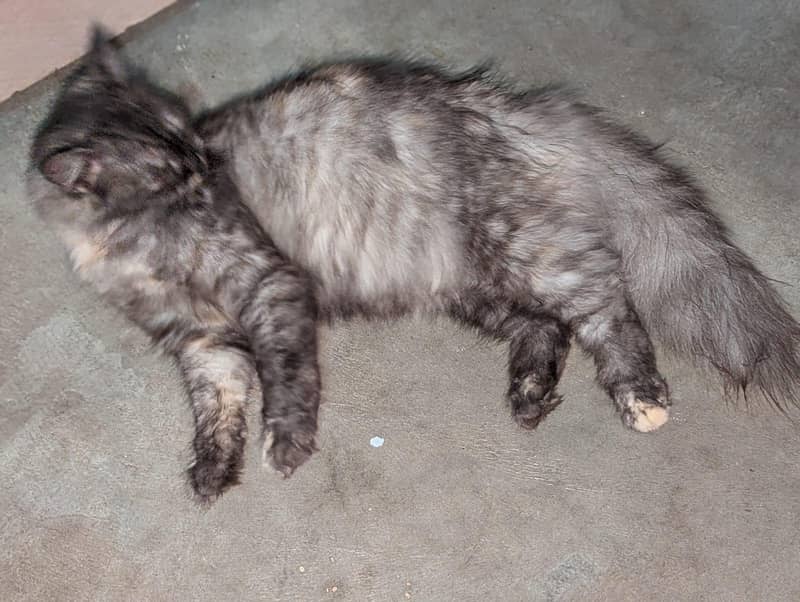 Persian cat 4