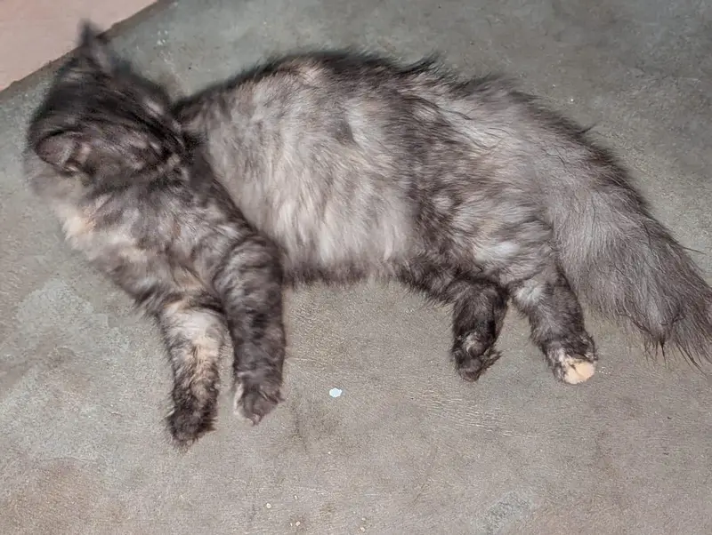 Persian cat — photo 5