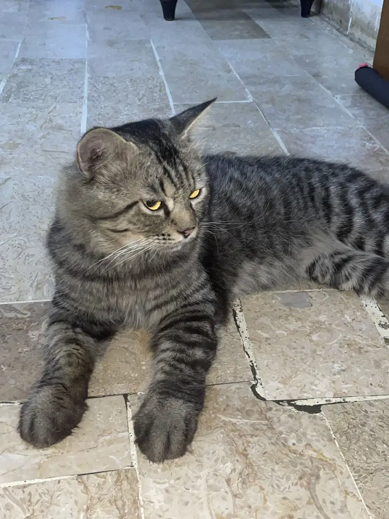Healthy Long-Coat Male Cat 10 Months (Vaccinated) Home Raised-Trained — photo 6