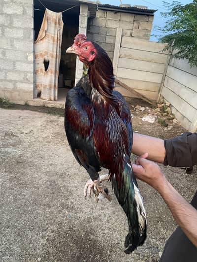 Aseel Murgah for sale. one eye