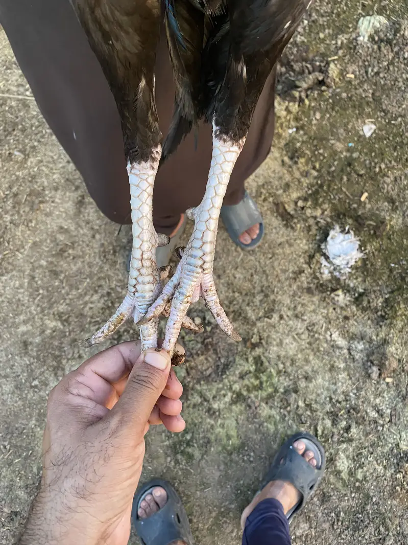 Aseel Murgah for sale. one eye — photo 2
