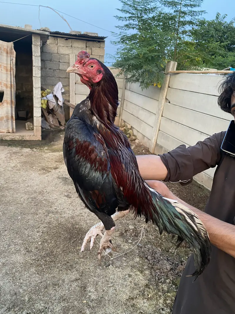 Aseel Murgah for sale. one eye — photo 3