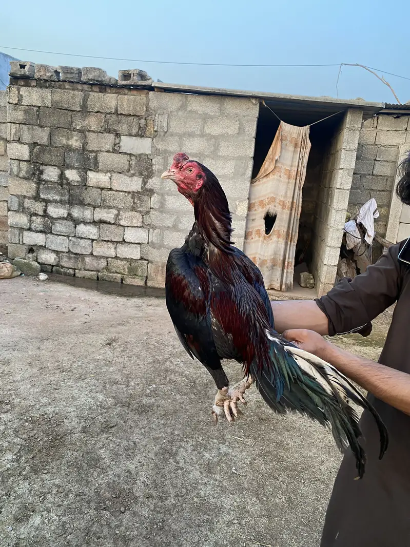 Aseel Murgah for sale. one eye — photo 7