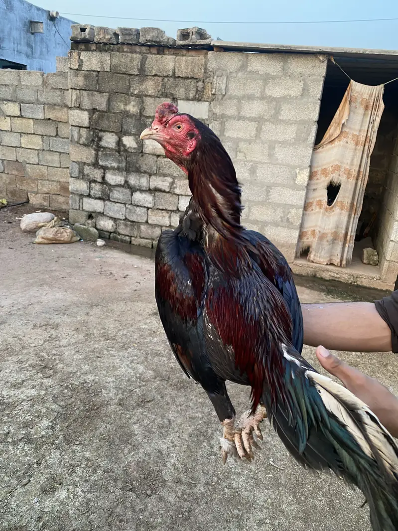 Aseel Murgah for sale. one eye — photo 8