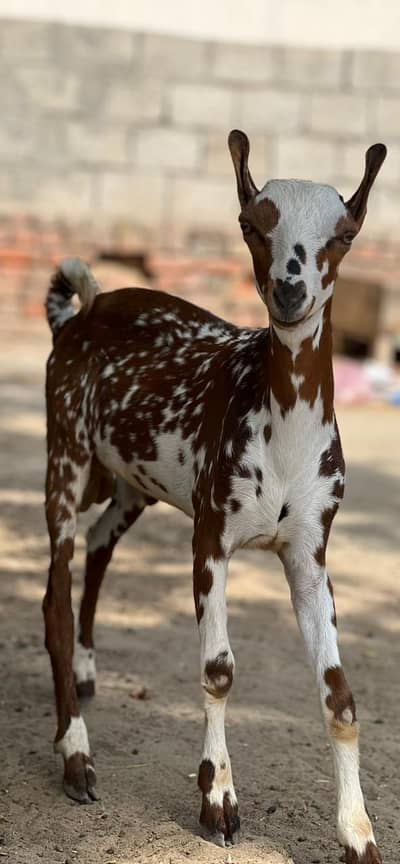 Teddy Male Beautiful Goat
