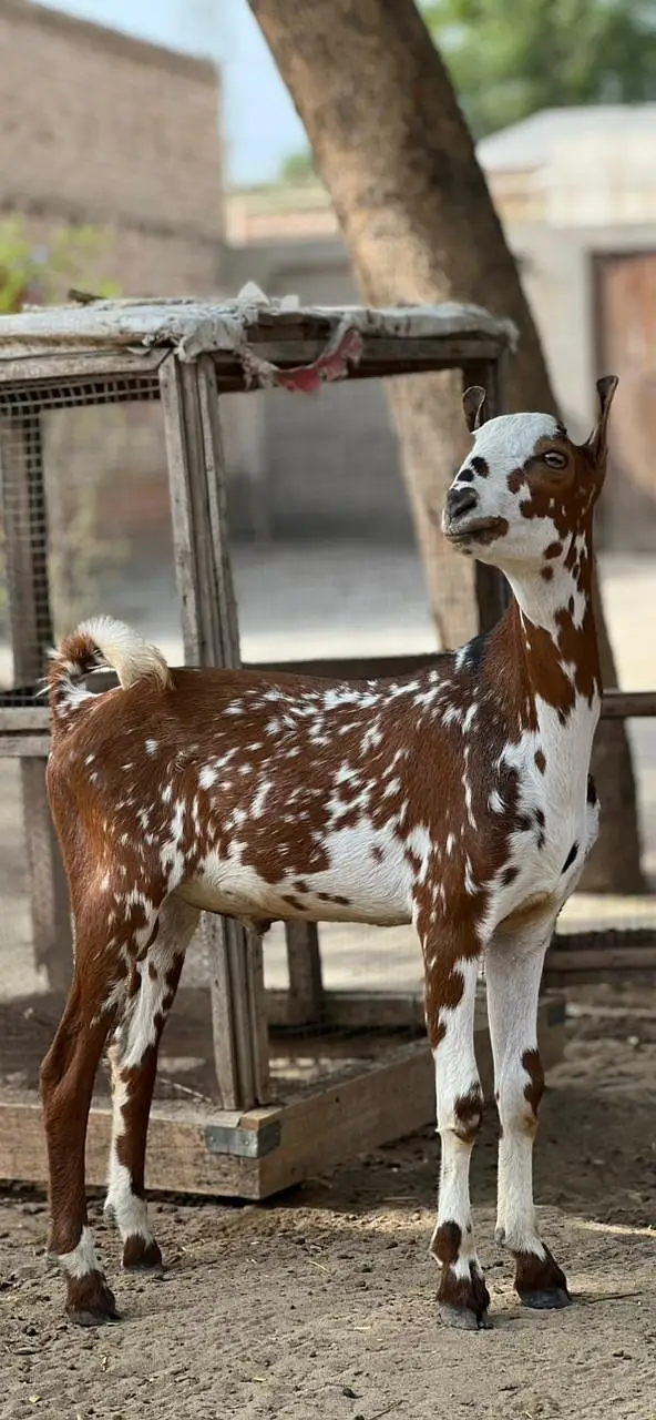 Teddy Male Beautiful Goat — photo 2