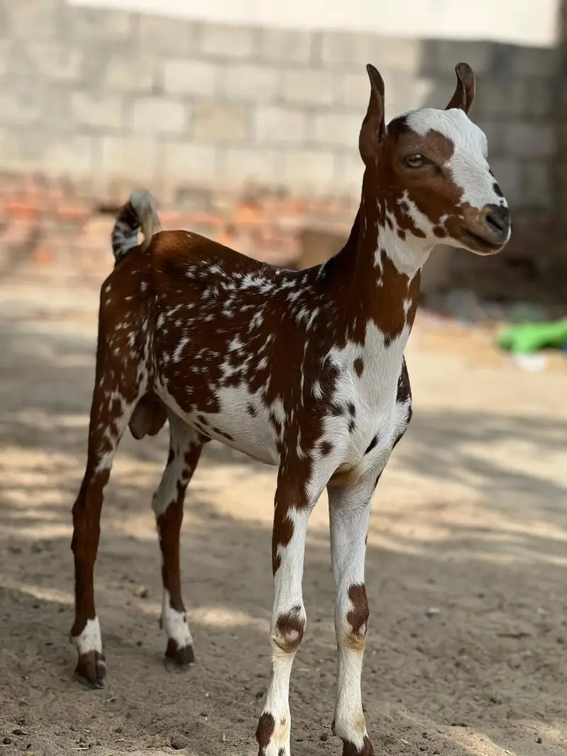 Teddy Male Beautiful Goat — photo 3