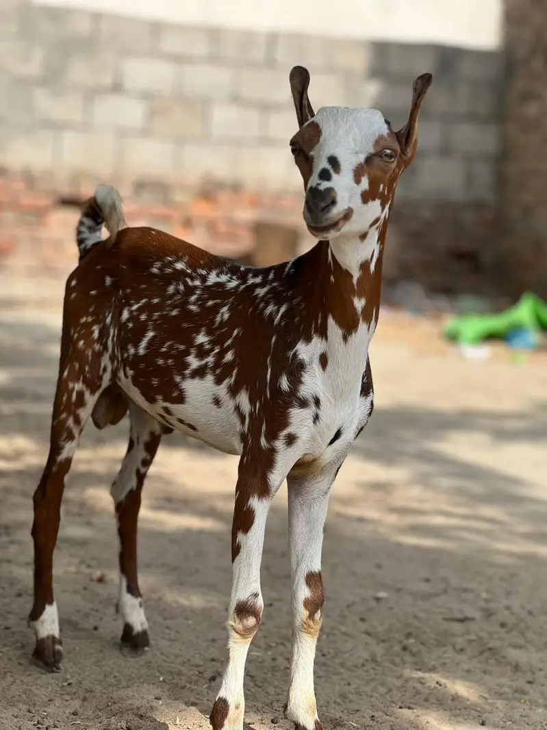 Teddy Male Beautiful Goat — photo 4
