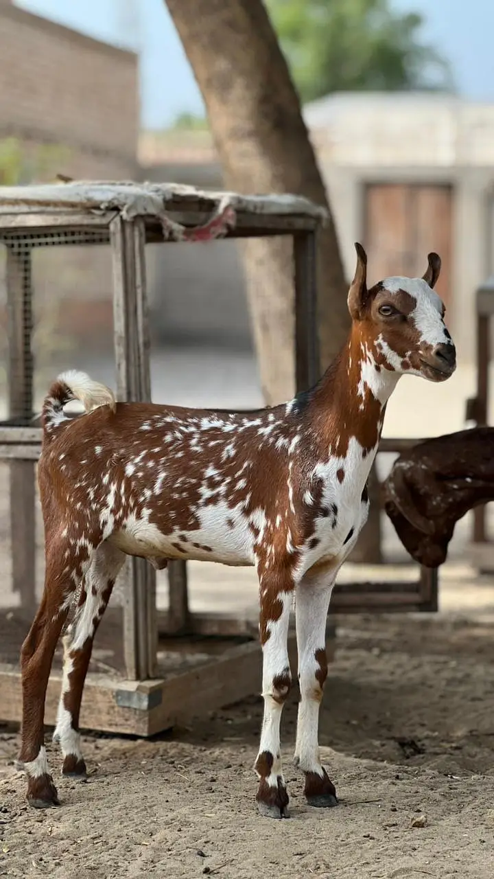 Teddy Male Beautiful Goat — photo 5