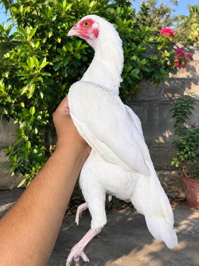 WHITE HEERA FRMALE CHORAS NALI