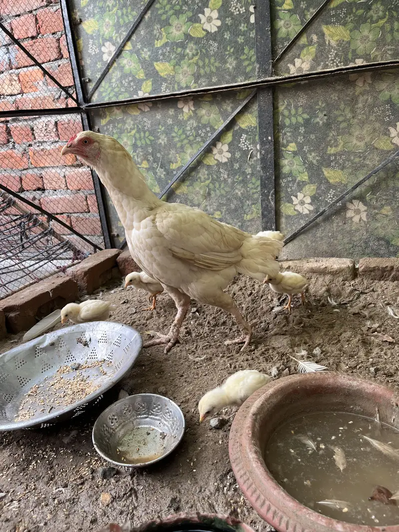 1 murga 1 murgi or 7 choty bachy or sath me 2 bachy 6 mouth ky hain — photo 3