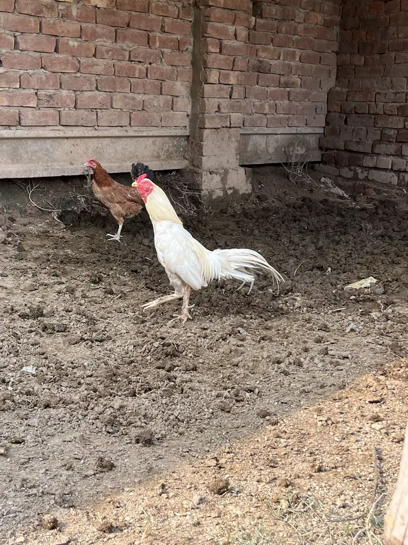 1 murga 1 murgi or 7 choty bachy or sath me 2 bachy 6 mouth ky hain — photo 11