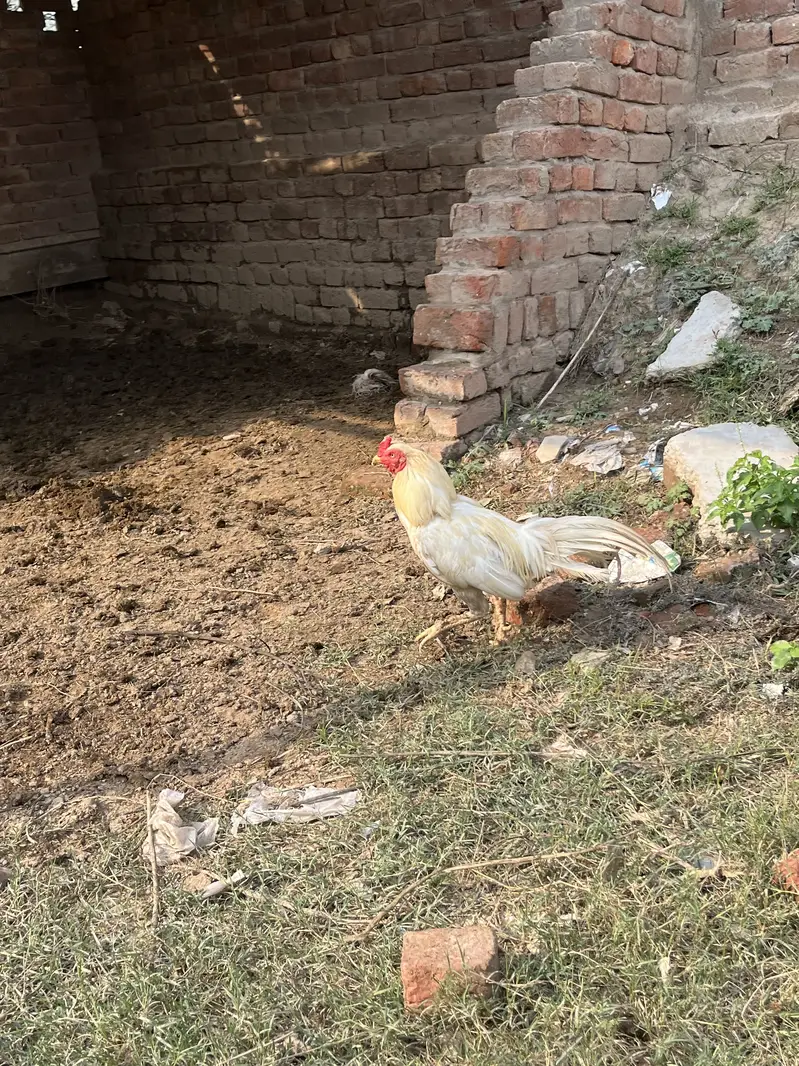 1 murga 1 murgi or 7 choty bachy or sath me 2 bachy 6 mouth ky hain — photo 12