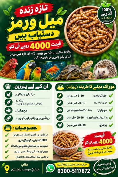 pet food Mealworms available