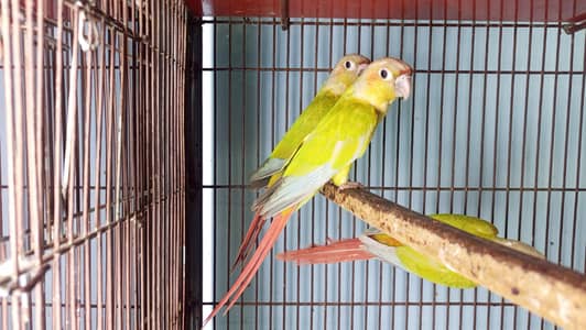American Dilutes conure