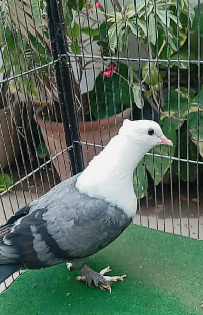 karbalai
