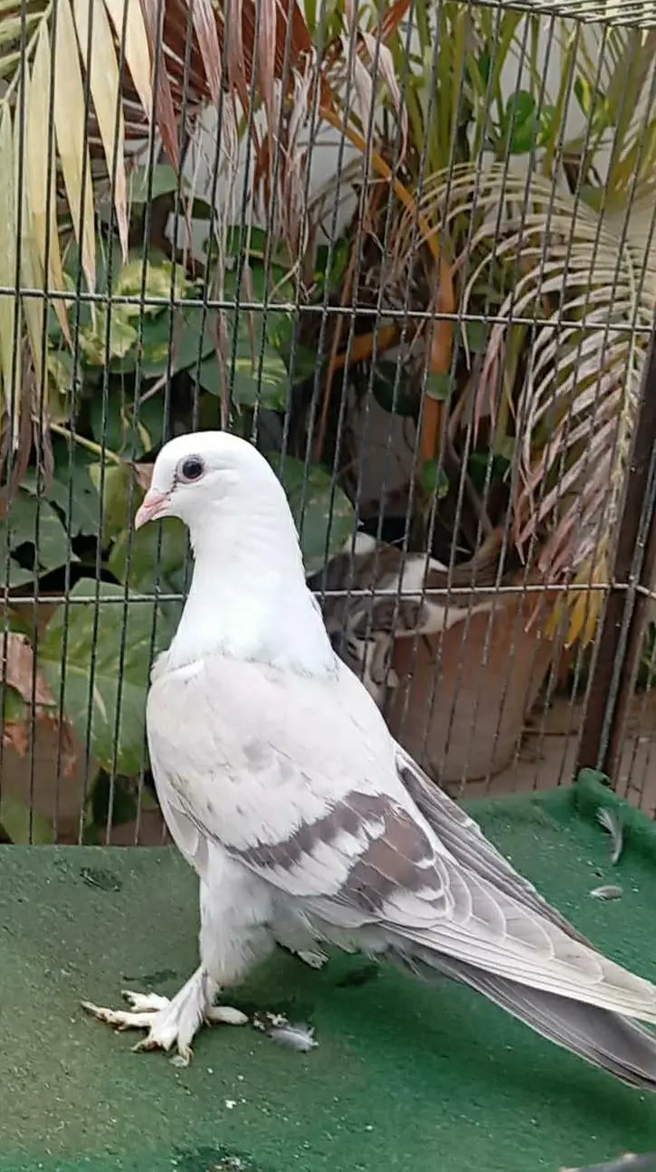 karbalai — photo 2