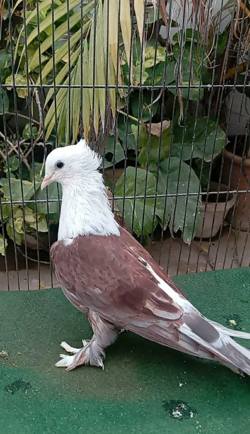 karbalai — photo 3