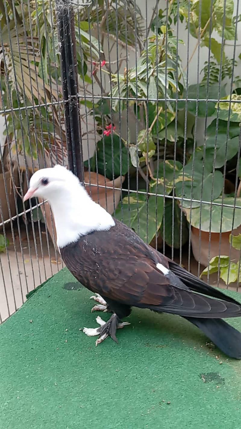 karbalai 3