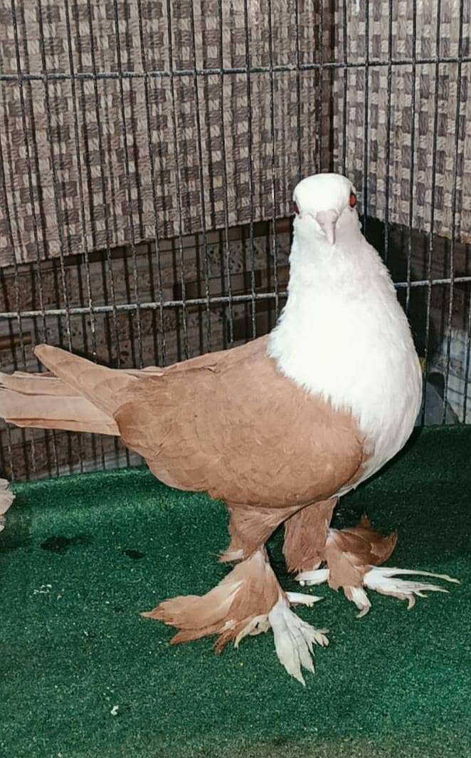 karbalai 6