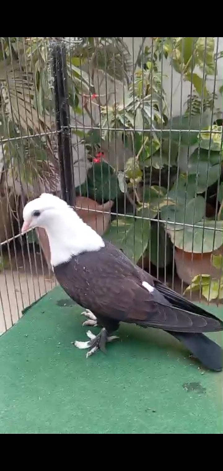 karbalai 8