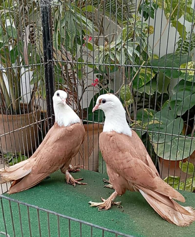 karbalai 9