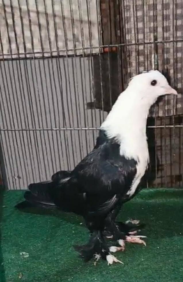 karbalai 14