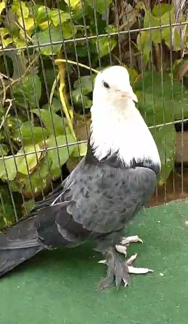 karbalai 16