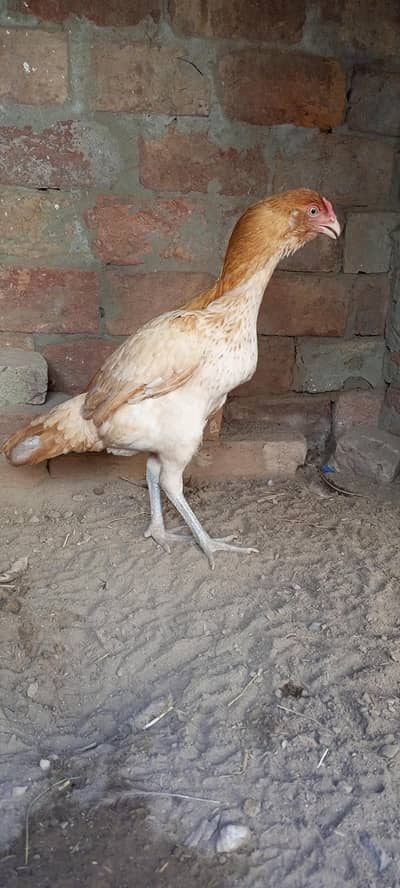 Peeli Ghalwi female