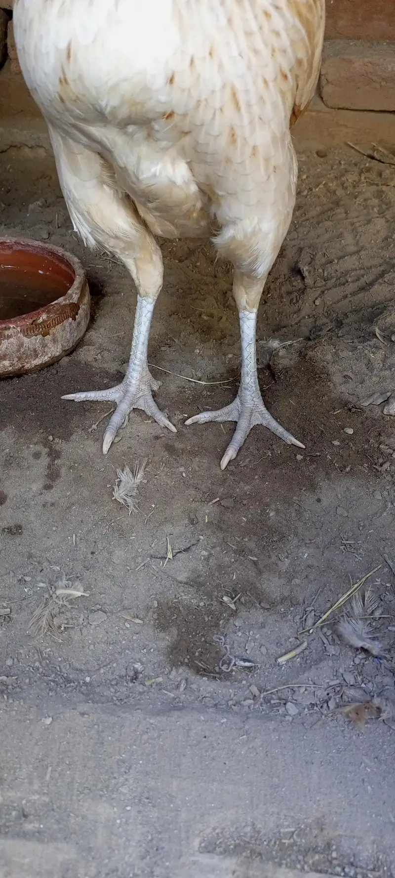 Peeli Ghalwi female — photo 2