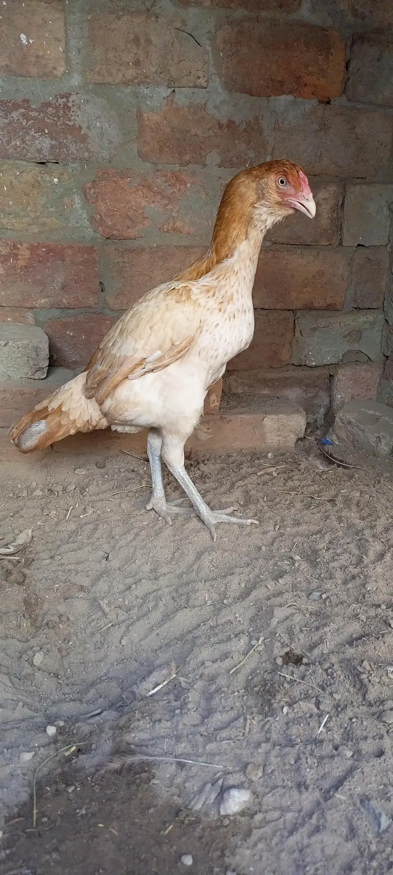 Peeli Ghalwi female — photo 3