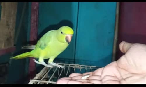 Hand tame bird 03244201064 whatsapp