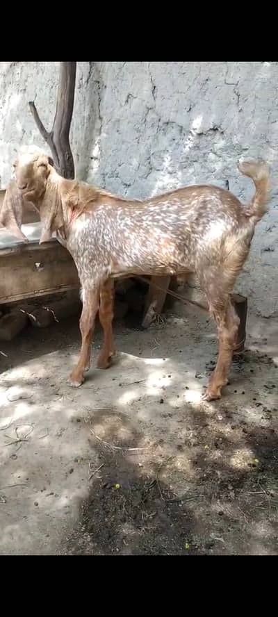 male dunda goat for sale. age 1 year. 03218727723