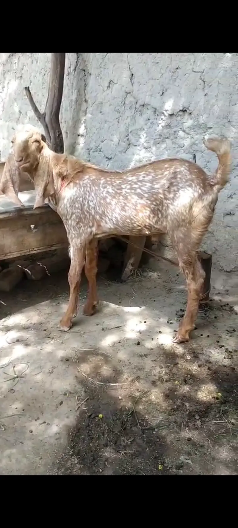 male dunda goat for sale. age 1 year. 03218727723