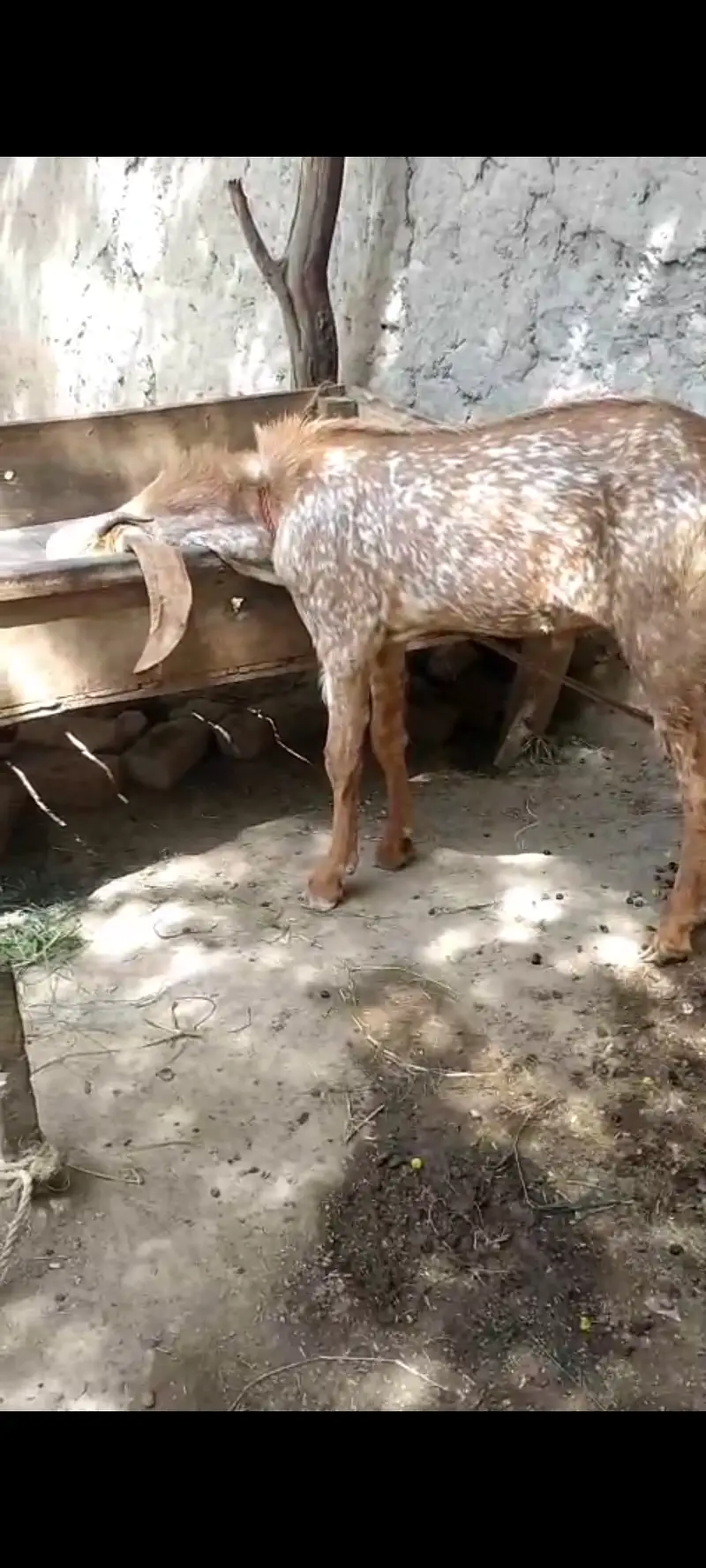 male dunda goat for sale. age 1 year. 03218727723 — photo 2