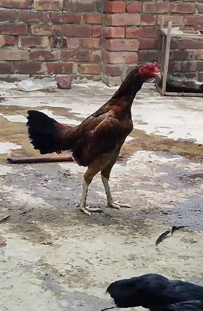 Turkish hint cross female for sale