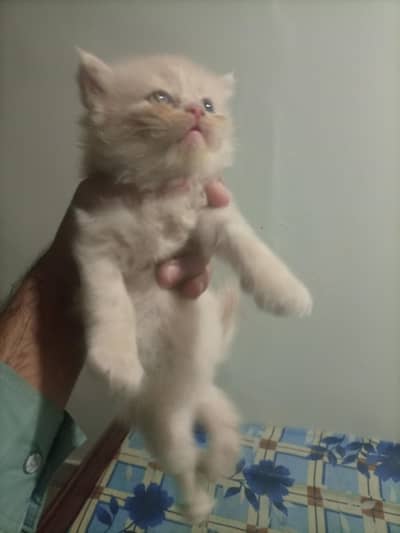 3 kitten for sale