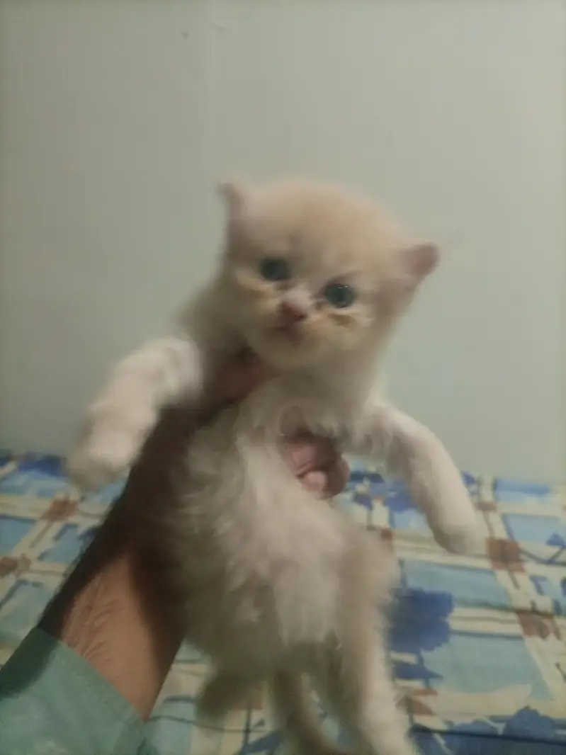 3 kitten for sale — photo 2