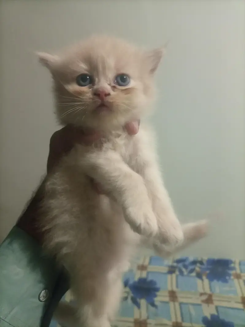 3 kitten for sale — photo 3