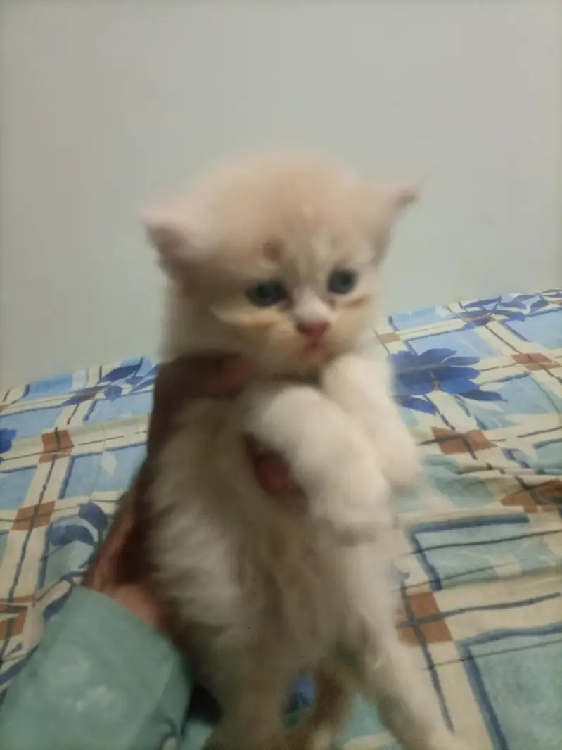 3 kitten for sale — photo 4