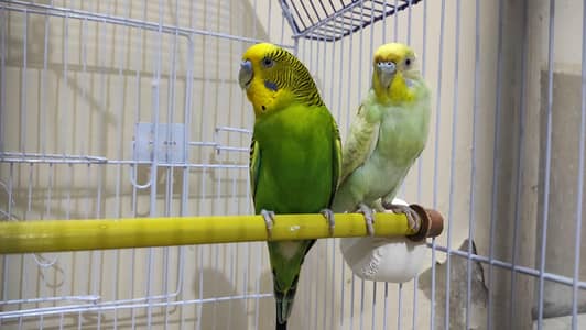 BUDGIES BAJRI