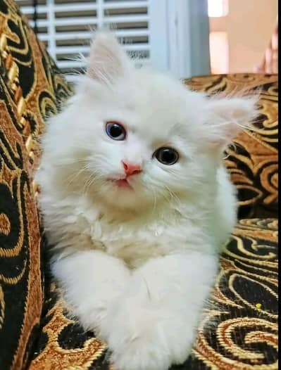 Persian  | Persian Cat | Punch Face Persian